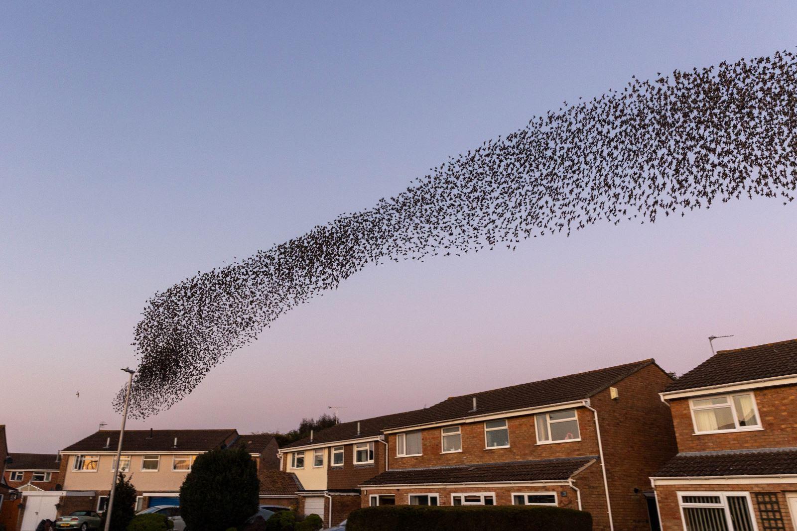 Meet the humble stars of Somerset’s latest tourist attraction