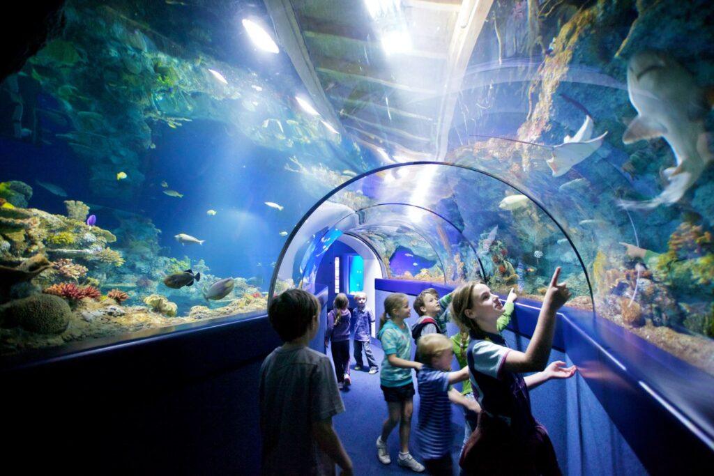 Bristol Aquarium Bristol Aquarium Credit