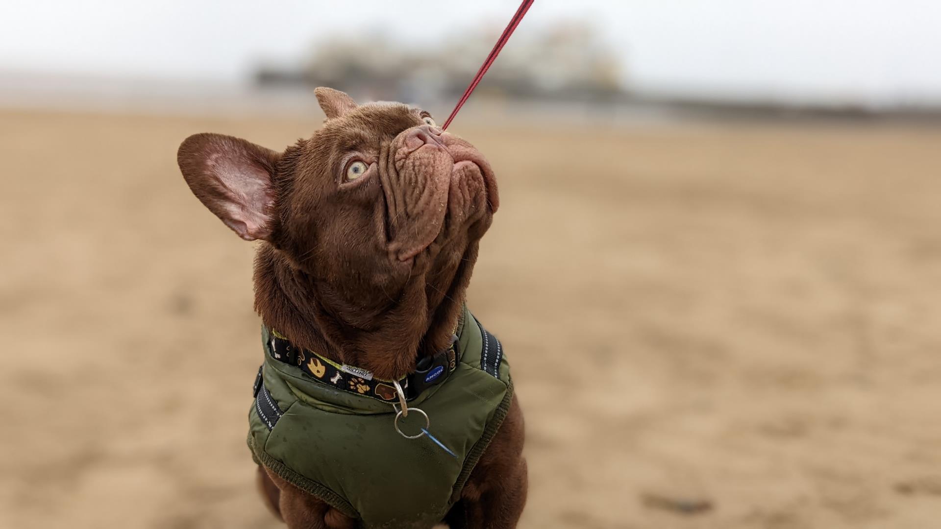 Dog Friendly Weston-super-Mare