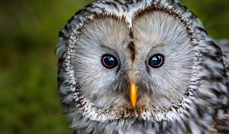 Bird of Prey Centre Open Day