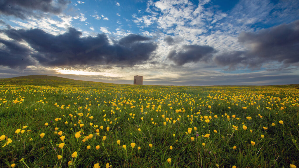 A field of buttercups leading towards the Uphill Beacon in the distance