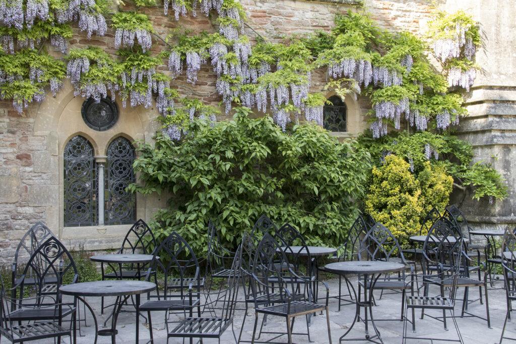 Wysteria at the Bishop's Palace, Wells, Somerset