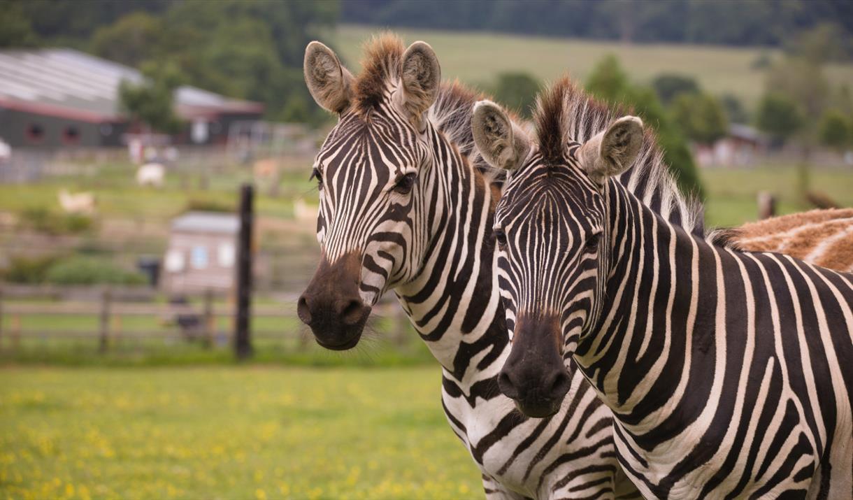 Noah’s Ark Zoo Farm