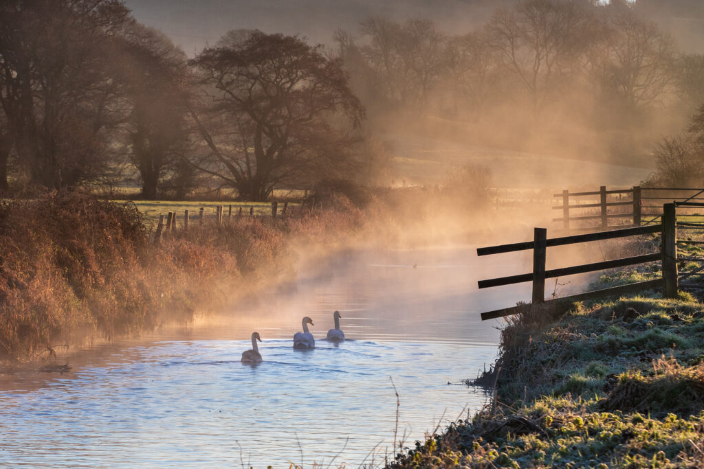 Three swans on a misty river in Clevedon, Somerset