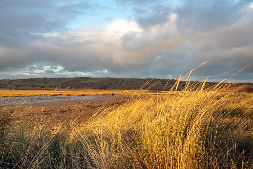 Long grasses on the birdwatching area of Sand Bay near Weston-super-Mare