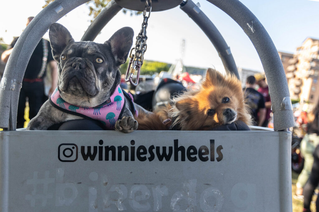 Two cute daks in their biker box on the back of a motorbike at the Weston-super-Mare bike night.