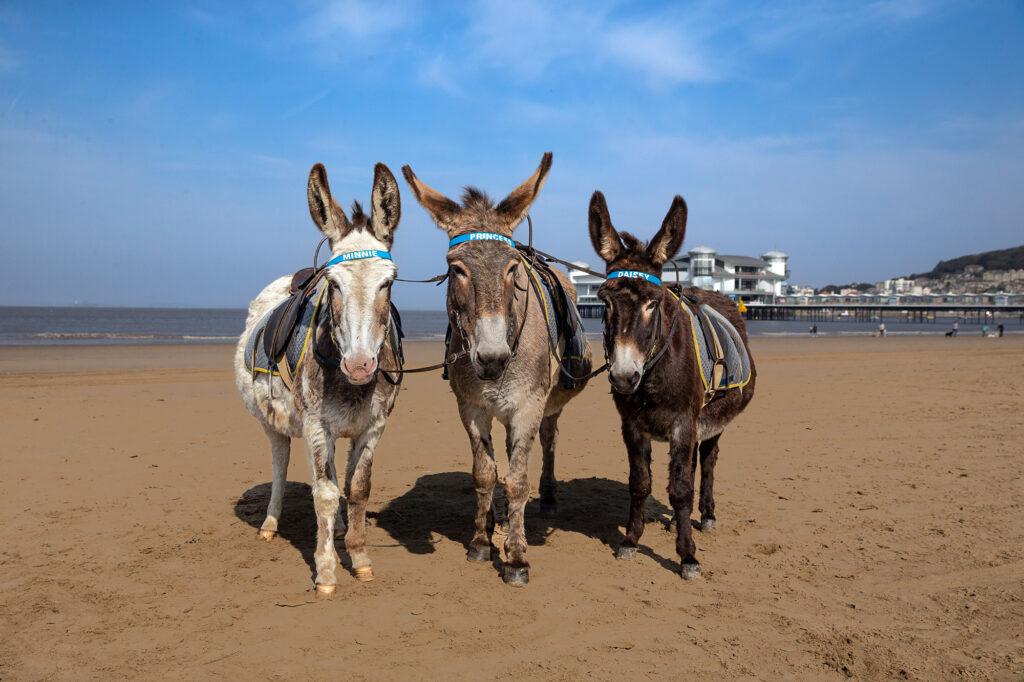 Three donkeys on the beach at Weston-super-Mare