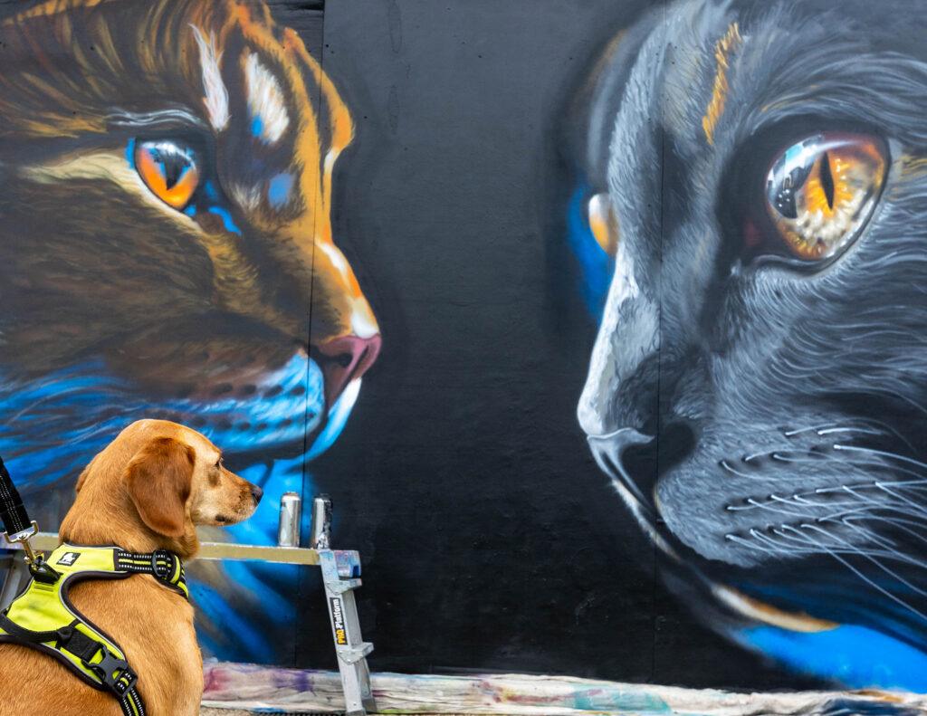 A curious dog stops in its tracks beside a mural of two cats in Weston-super-Mare.