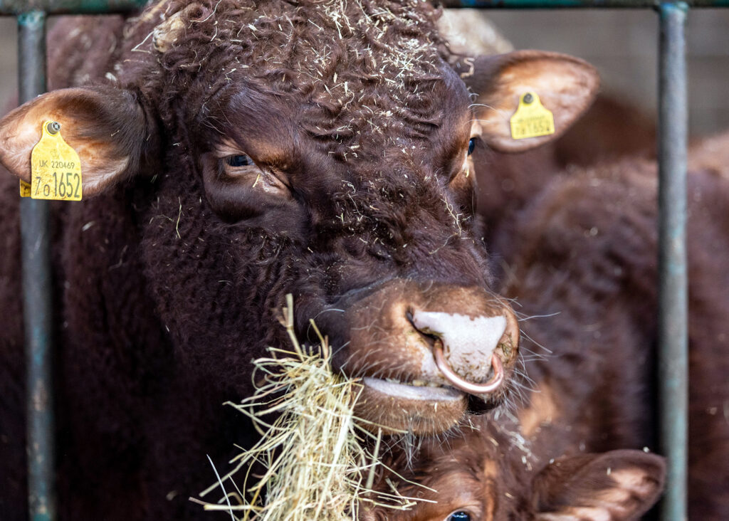 Court Farm Bull RS