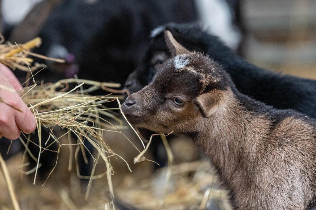 A hand feeds the baby goats at Court Farm, near Weston-super-Mare