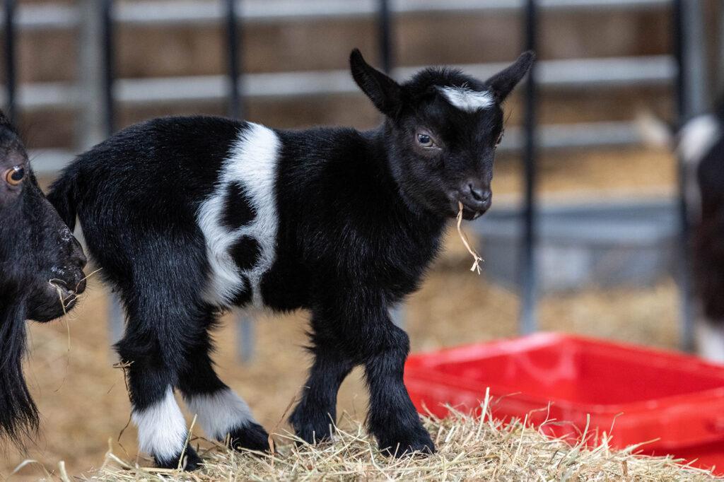 A baby goat at Court Farm, near Weston-super-Mare, nibbles on a bit of hay