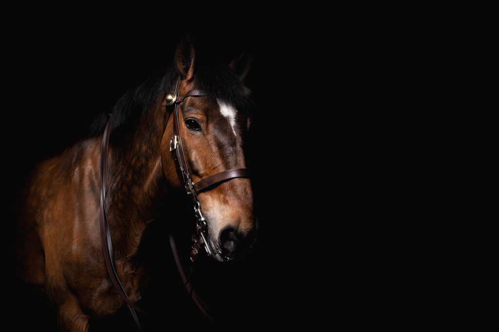Upper half of a brown horse with a spot of white on its face