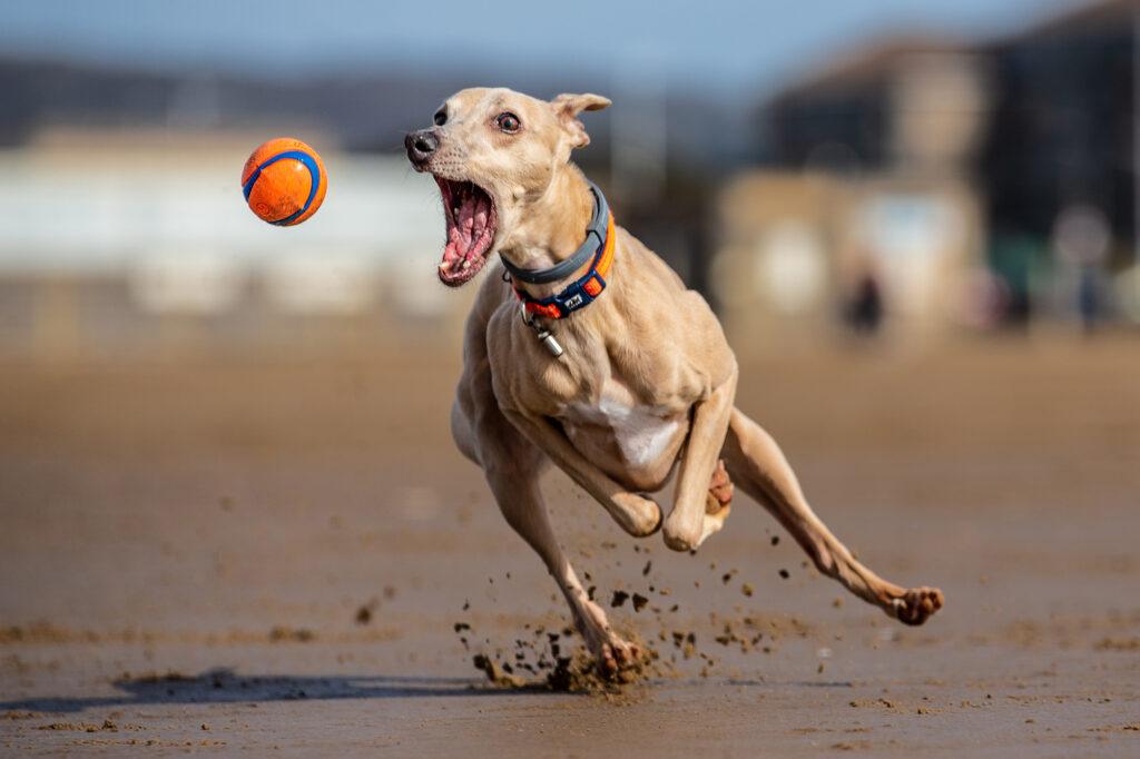 A large dog with its mouth open chasing a ball on Weston-super-Mare beach