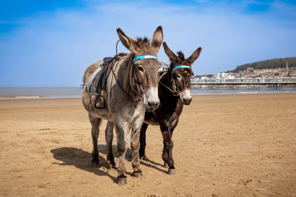 Two donkeys standing on the sand at Weston-super-Mare beach