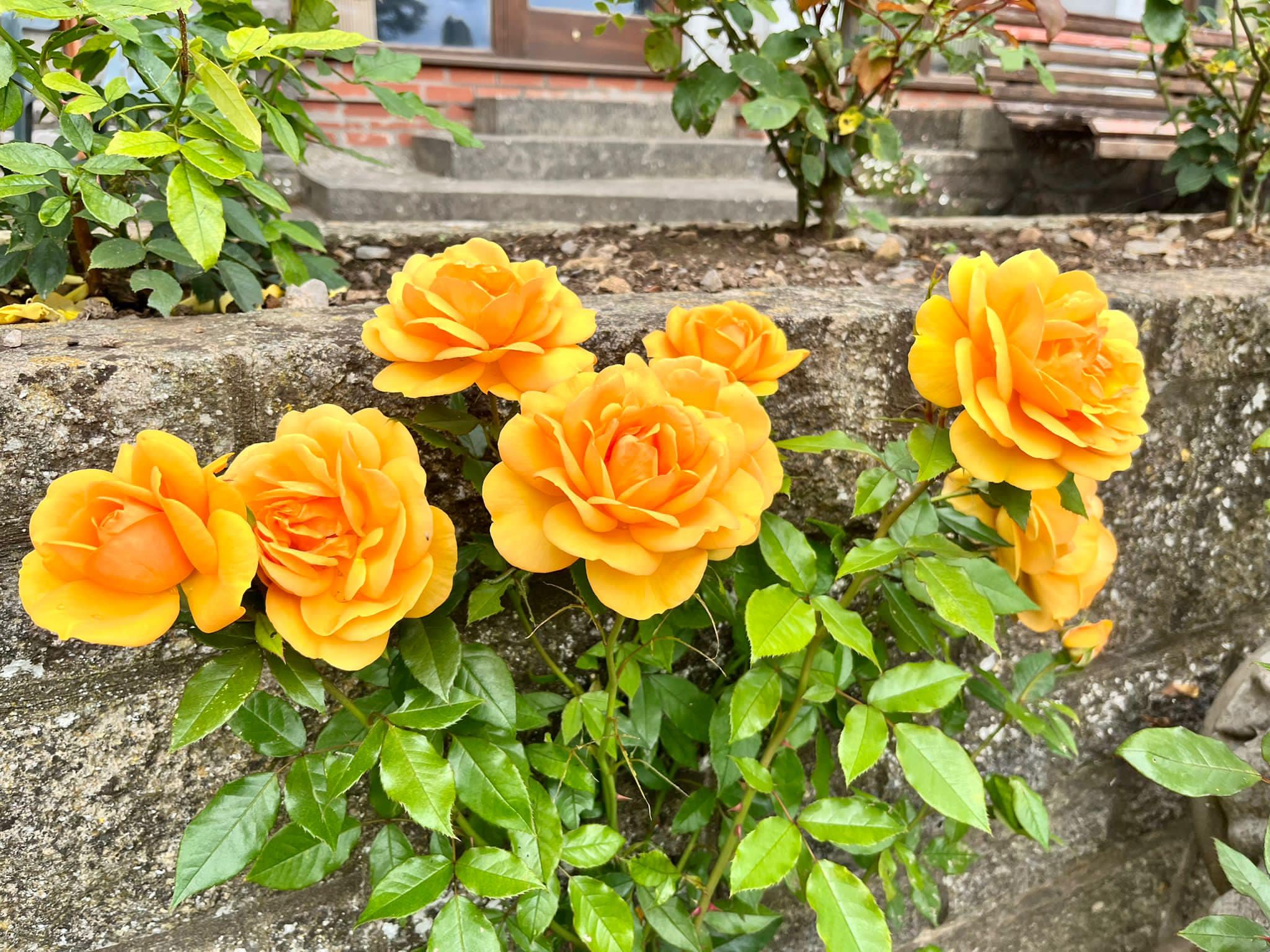 roses