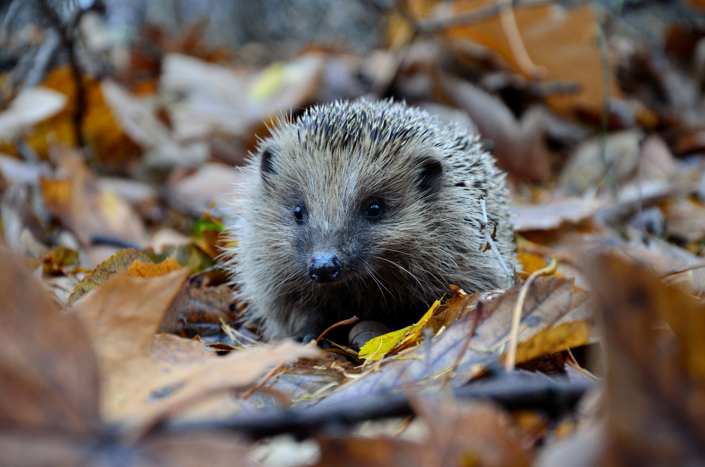 Close up of a hedgehog in a pile of autumn leaves