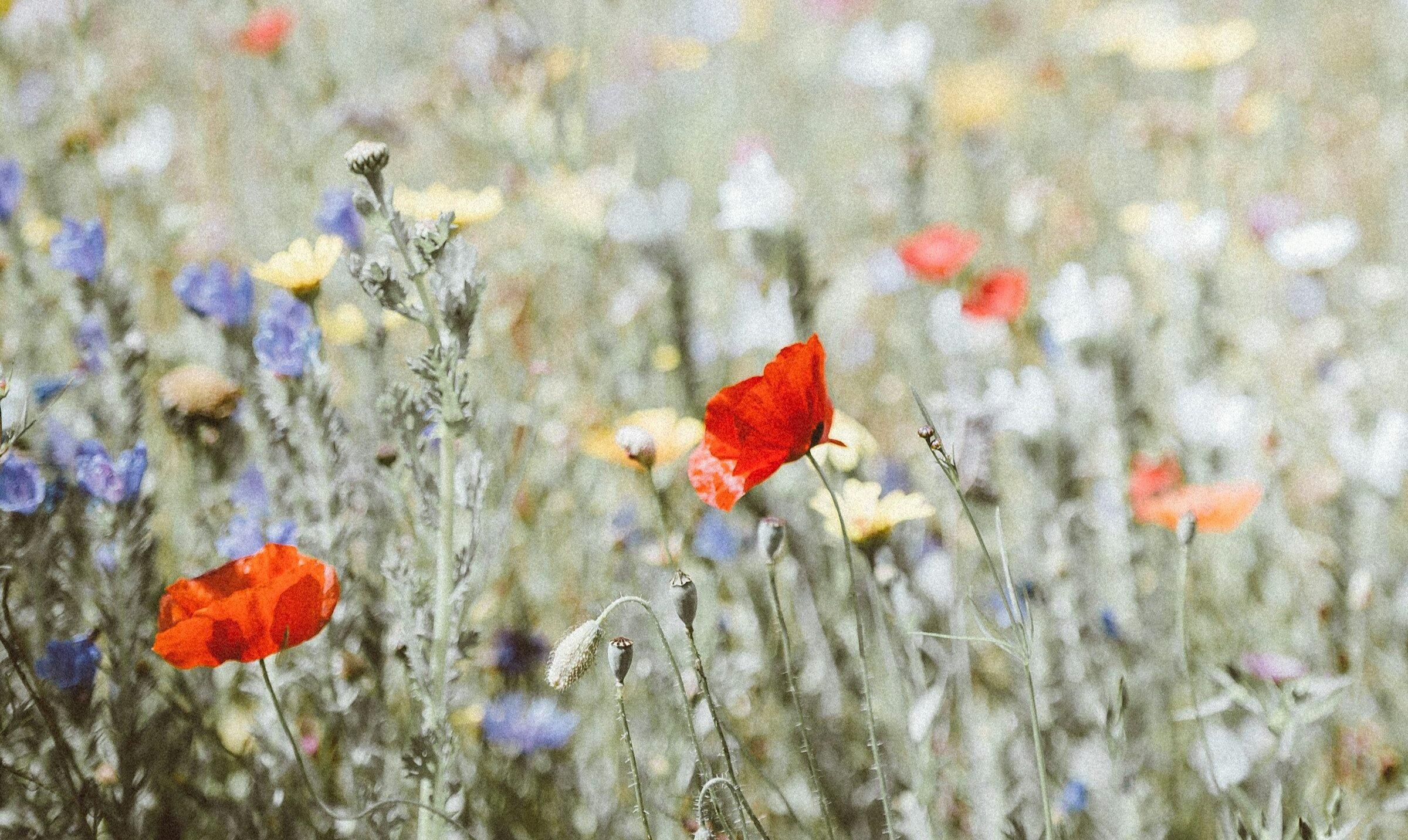 A field of wildflowers, with plants in yellow, blue, white and red