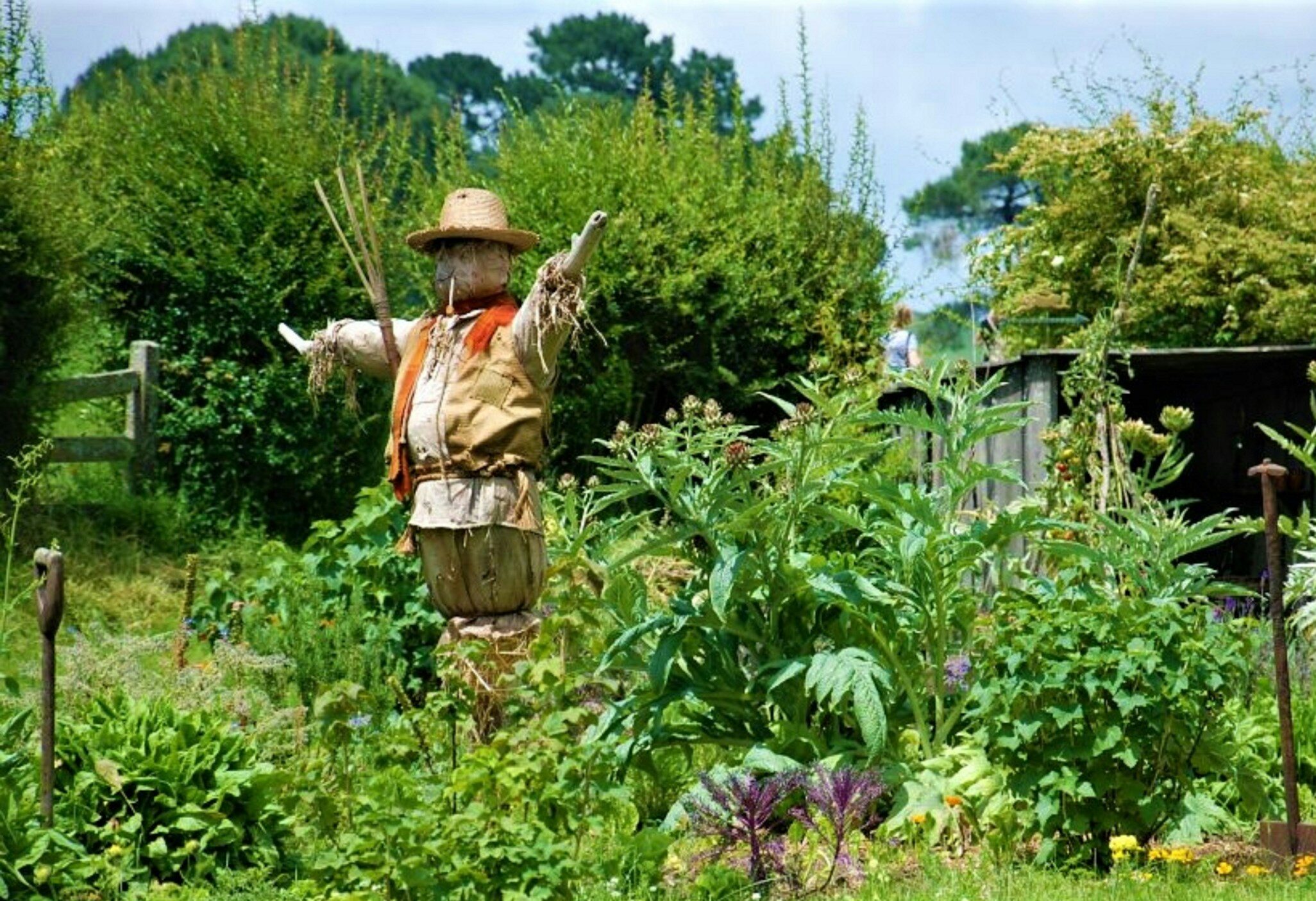 A traditional looking scarecrow (made of old clothes and a brown sunhat) stands in a lush green allotment field