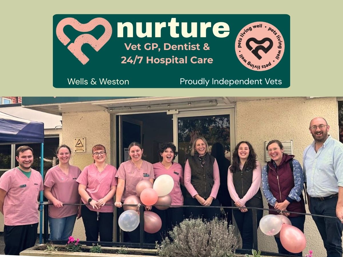 Staff Weston Google