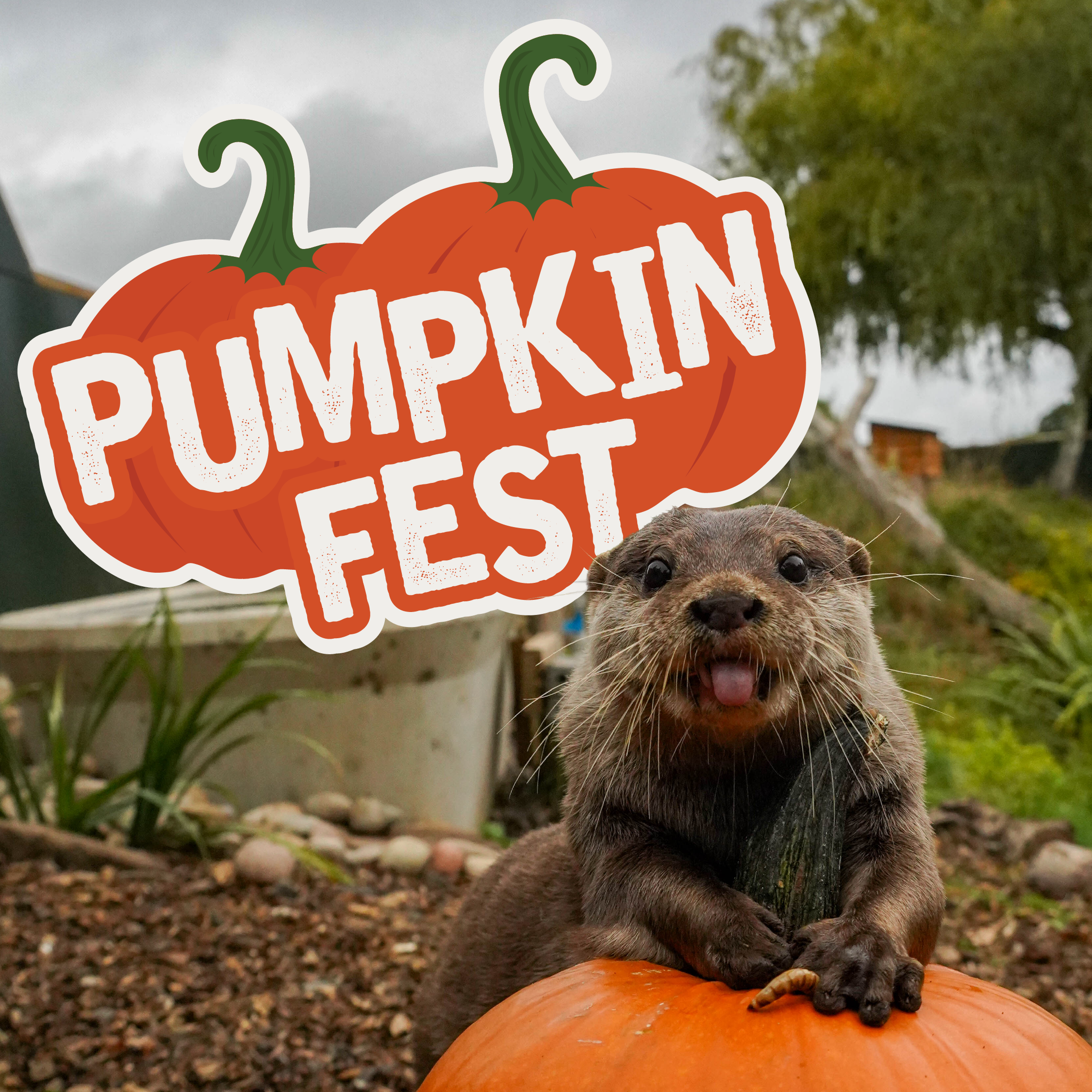 A otter poses with their hand on top of a pumpkin