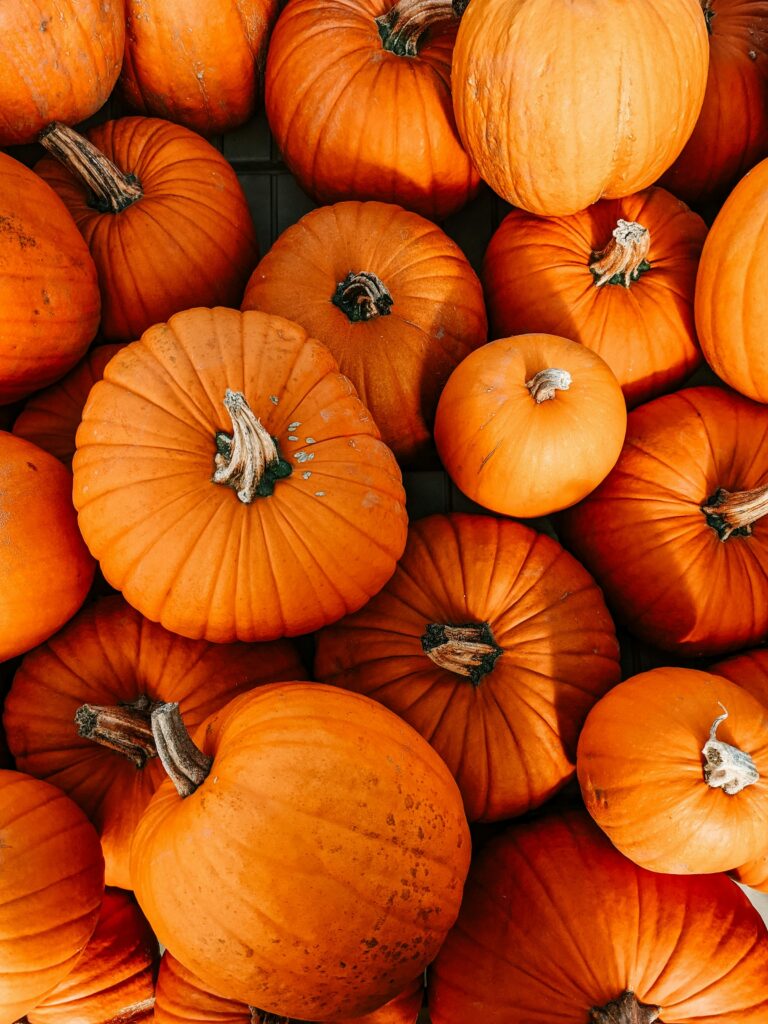 Pumpkinfest at Noah’s Ark Zoo Farm
