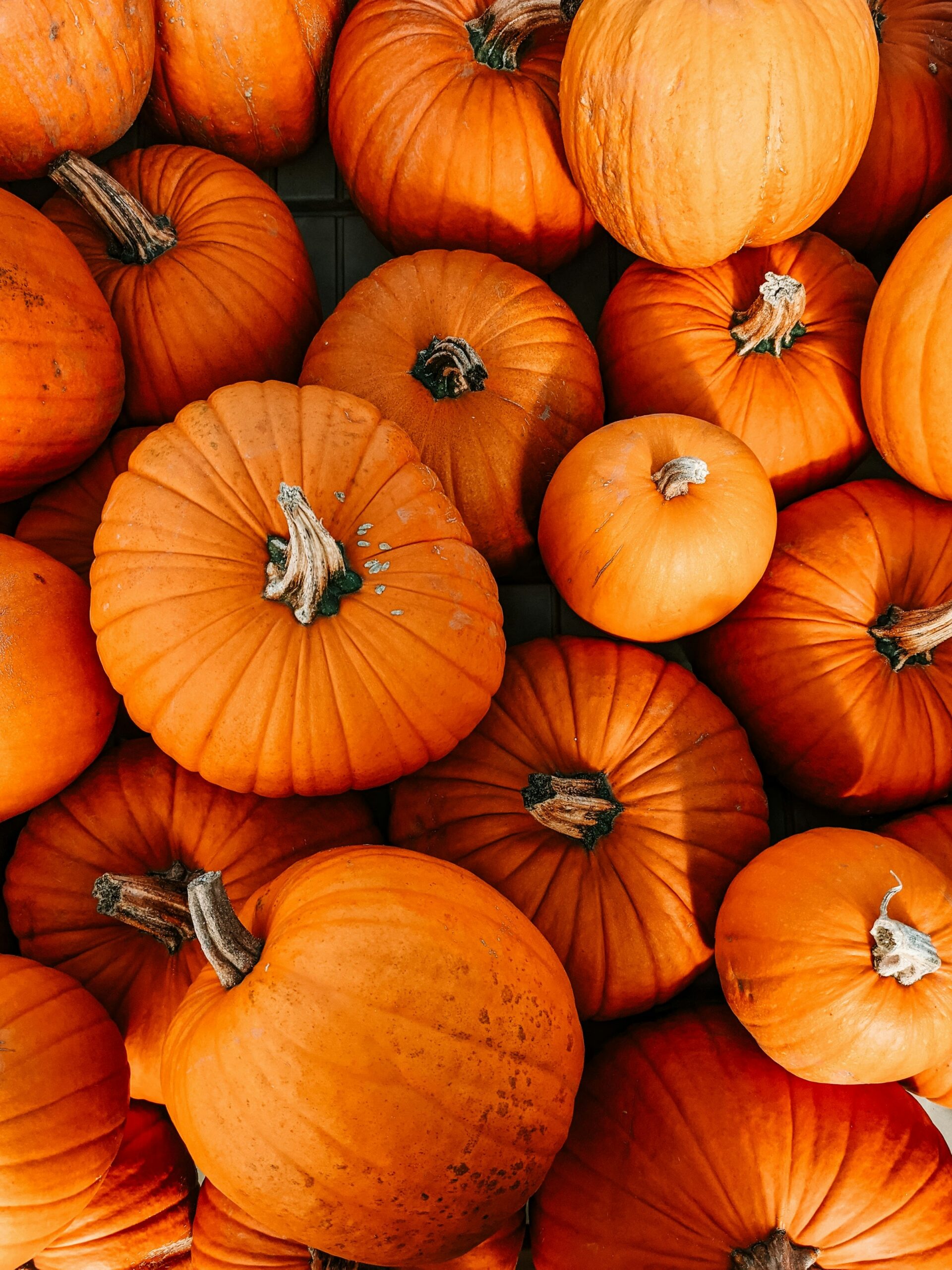 A mound of orange pumpkins